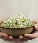 Semințe germinate: ce sunt și ce beneficii au, de fapt?