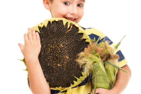 Semintele in alimentatia copilului