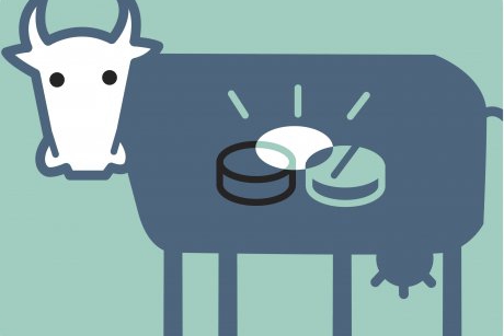 Impactul agriculturii chimice asupra lactatelor si a carnii