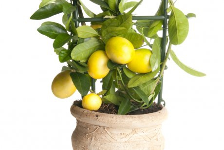 Top 10 plante comestibile pe care le poti creste in apartament 