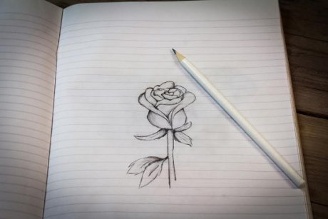 Cum să desenezi un trandafir