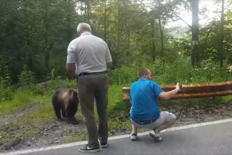 Acești părinți si-au pus copilul să facă un selfie cu ursul. Ce a pățit minorul