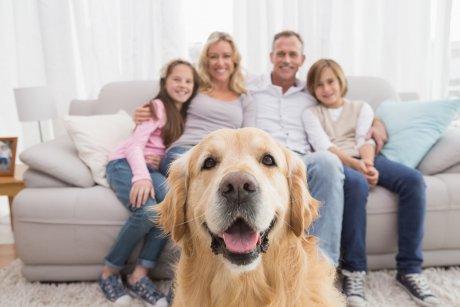 Studiu: Posesorii de câini sunt mai sănatoși, mai sociabili și câștigă mai mulți bani