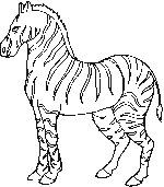 Zebra plansa colorat