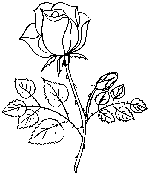 Trandafiri  6