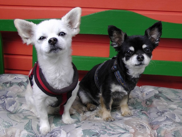 Rasă de câini mici- Chihuahua
