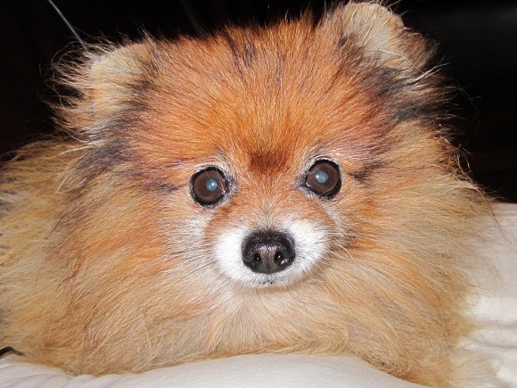 Rasă de câini mici- Pomeranian