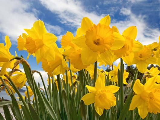 Narcisa, floare simbol al zodiei sagetator