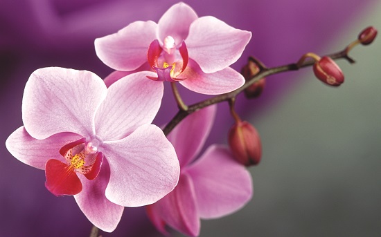 Orhideea, floarea din zodiacul floricol ce-i corespunde zodiei varsator