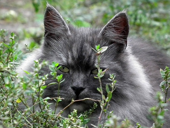 pisica-Siberiana-ascunsa-prin-iarba