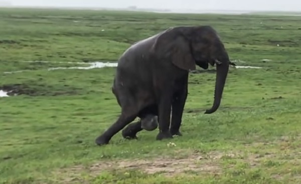 femela-elefant-care-naste-in-mediul-ei-natural