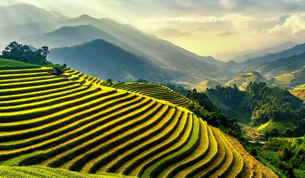 culturi de orez pe terase in Asia