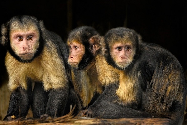 familie de maimute capucin