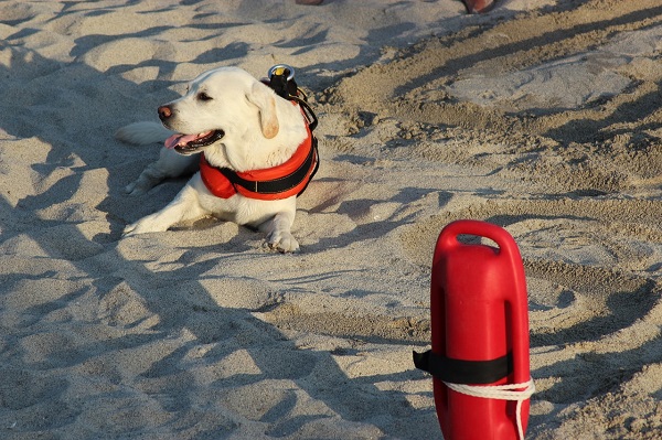 caine din rasa Labrador retriever pe plaja pentru o misiune de salvare a salvamarilor