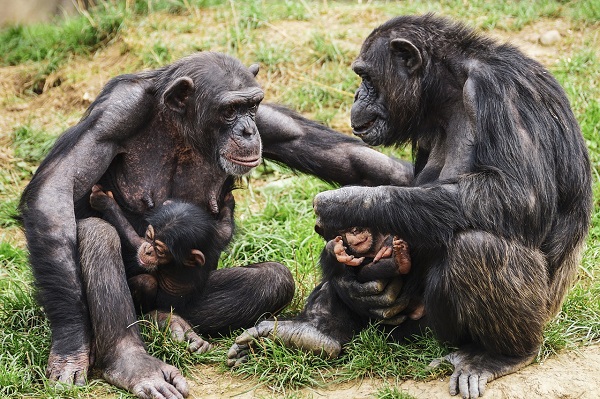 parinti cimpanzei ocupandu-se de puii lor