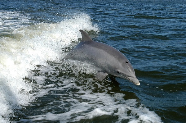 delfin din specia bottlenose inotand in valuri