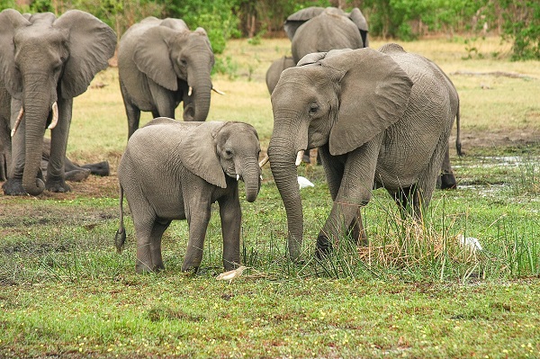 familie de elefanti
