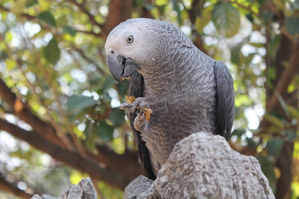 papagal gri african stand pe o piatra