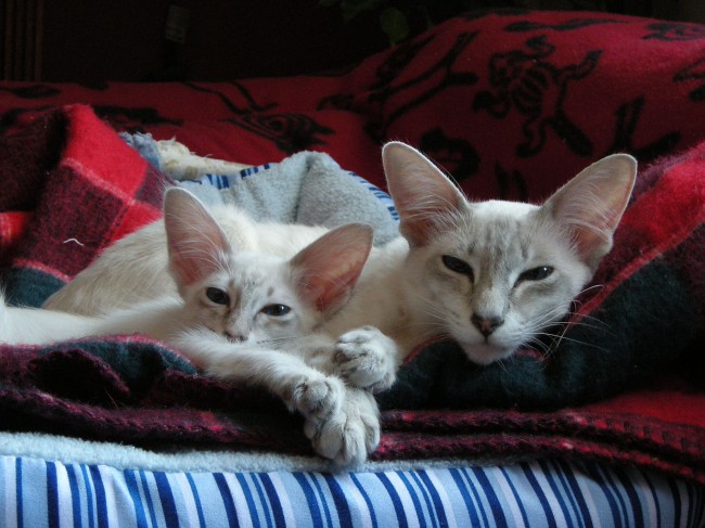 doua pisici javaneze