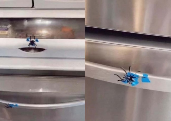 paianjeni de plastic lipiti pe frigider