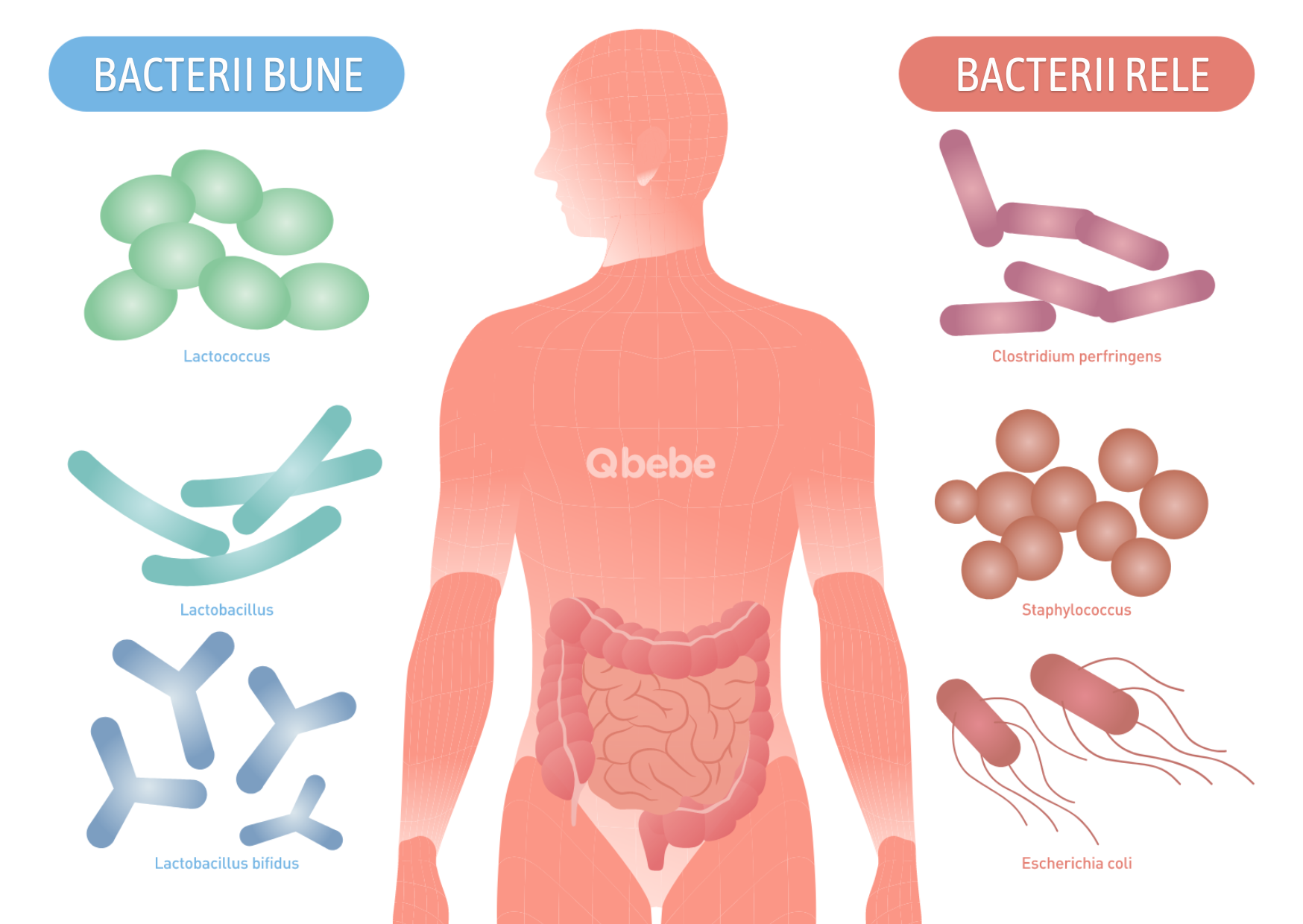 ilustratie cu bacterii bune si bacterii rele microbiom