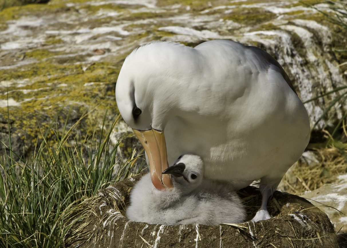 albatros in cuib cu pui
