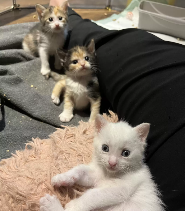 pisicute mici adoptate