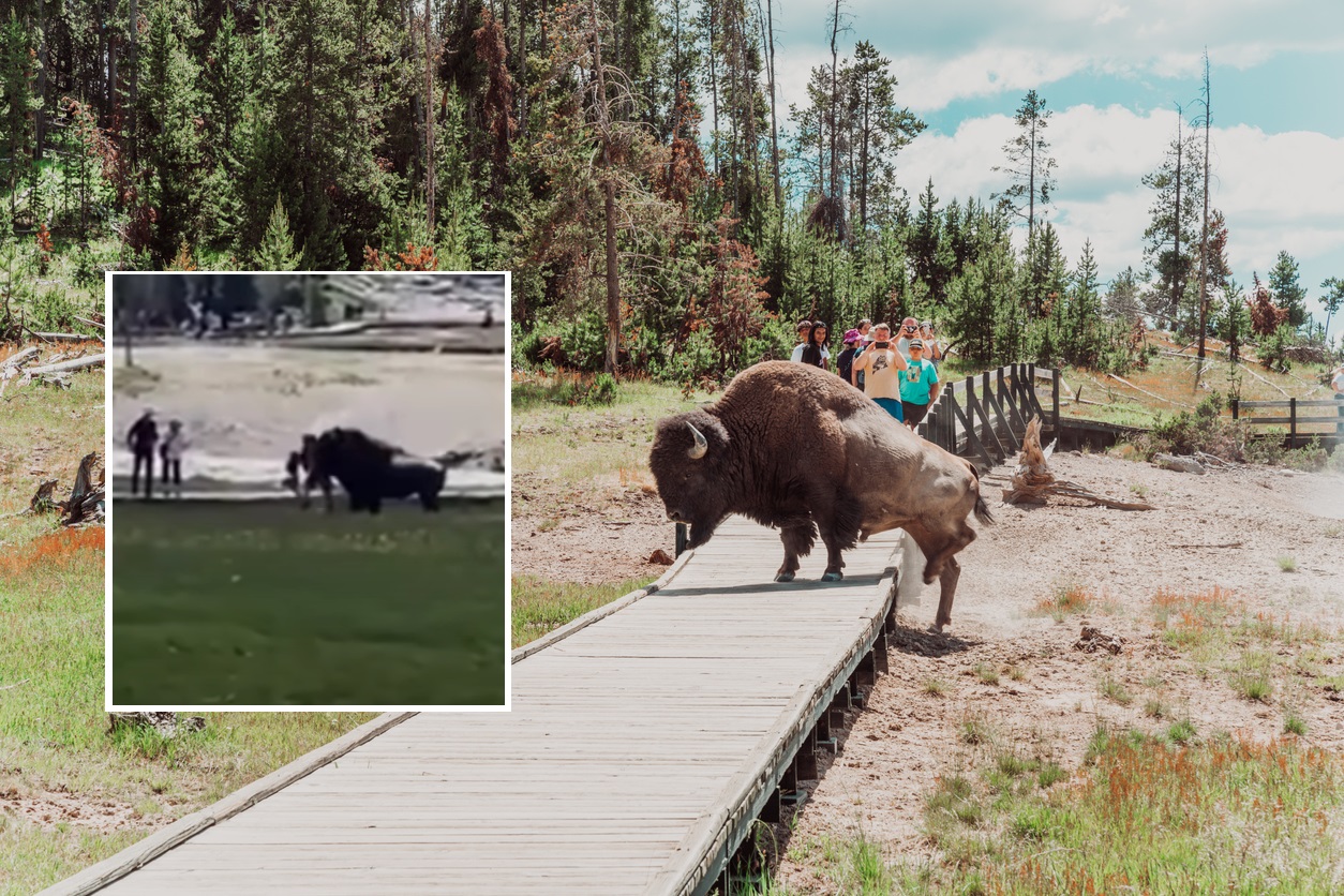 bizon pozat de turistiin parcul Yellowstone