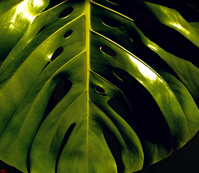Frunza-verde-lucioasa-de-filodendron