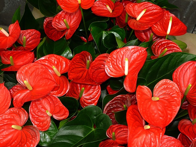 Flori-rosii-de-anthurium