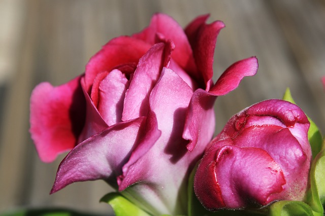 Floare-gloxinia-roz