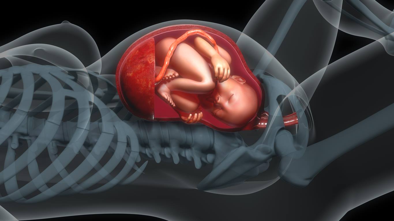 Cum arată un bebe în burtica mamei lui