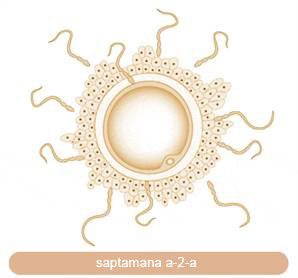 Saptamana 2 de sarcina