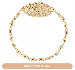 Saptamana 3 de sarcina