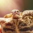 Broasca țestoasă: ce specie să alegem și cum o îngrijim