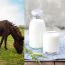 Lapte de măgăriță: beneficii, proprietăți și idei de rețete