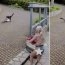 Viața de mamă: filmată cum, în timp ce alăptează, își salvează gâsca de un vultur