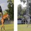 Karpatia Horse Show 2022: șapte premii pentru România, 15 mii de spectatori și o atmosferă chic!