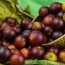 Camu camu: beneficii și idei de consum