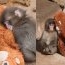 Punch, puiul de maimuță devenit viral pe internet după ce a fost abandonat de mama lui. A găsit alinare într-o jucărie de pluș de care nu se desparte niciodată