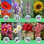 Zodiacul floricol: ce floare este copilul tău