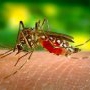Alertă mondială! Un virus care afectează creierul, cauzat de țânțari, se răspândește în lume cu viteză