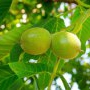 Tratamente naturiste cu frunze de nuc: utilizări medicinale ale acestui dar de la natură