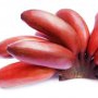 Bananele roșii: de ce trebuie să le incluzi în dieta copilului tău