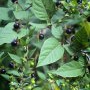 Planta care mi-a otrăvit copilul se găsește peste tot! Atenție, părinți! Copiii au halucinații și ochii iesiți din orbite