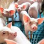 Nici nu am scăpat de Covid, că o altă pandemie ne amenință: o nouă tulpină de gripă porcină face ravagii în China