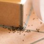 Cum să scapi de furnicile din casă
