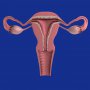 Care sunt simptomele ovulației?