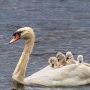 Natura suprinzătoare: tatăl lebăda are grijă de copii după ce partenera lui a murit la o săptămână de la venirea pe lume a puiuților