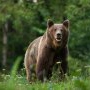 Un copil de 8 ani din Covasna a fost atacat de urs! Ce facem când ne întâlnim cu ursul pe un traseu montan